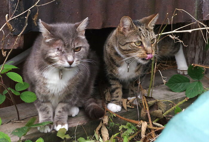 A Story Of A Stray Cat That Showed Up At Our Window And Came Into Our Life A Story Of A Stray Cat That Showed Up At Our Window And Came Into Our Life