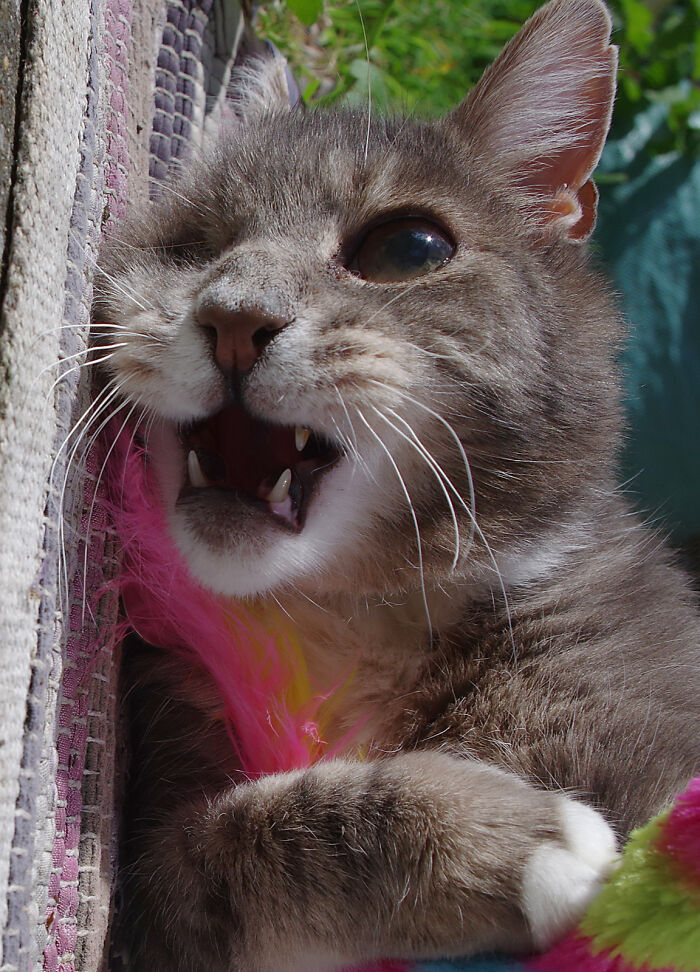 A Story Of A Stray Cat That Showed Up At Our Window And Came Into Our Life