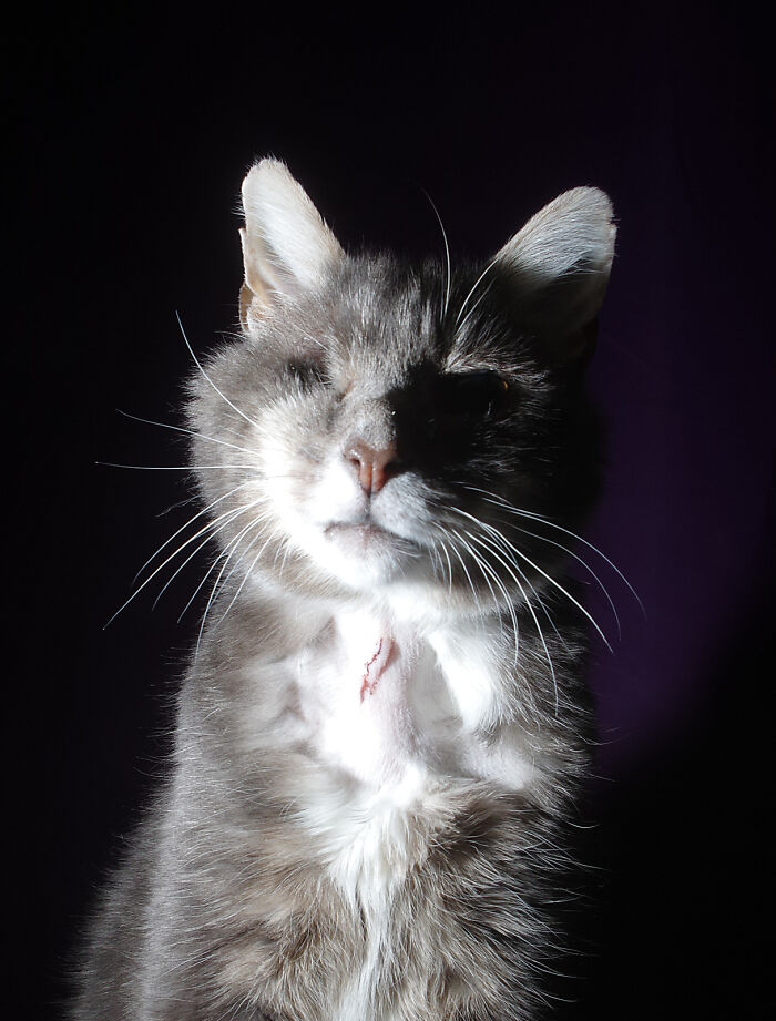 A Story Of A Stray Cat That Showed Up At Our Window And Came Into Our Life