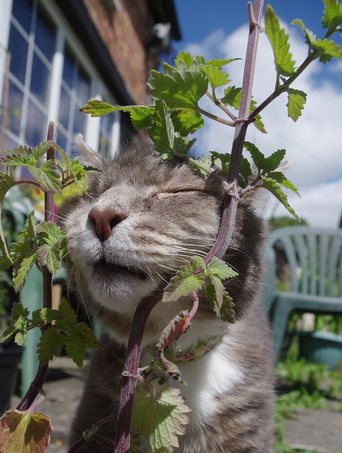 A Story Of A Stray Cat That Showed Up At Our Window And Came Into Our Life