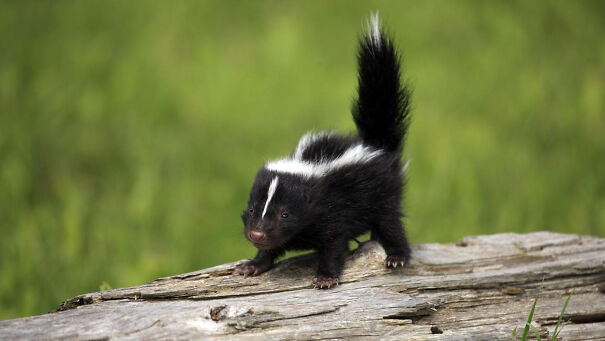 The-Life-of-a-Baby-Skunk-1-63e2f223c8899-png.jpg