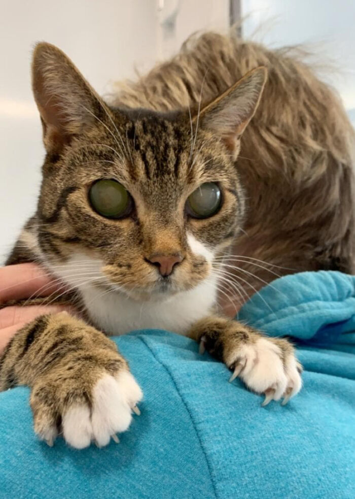 My Wife Adopted A Blind Cat That Was Rescued From The Streets Of Wrexham And This Is How Her Life Looks Now My Wife Adopted A Blind Cat That Was Rescued From The Streets Of Wrexham And This Is How Her Life Looks Now