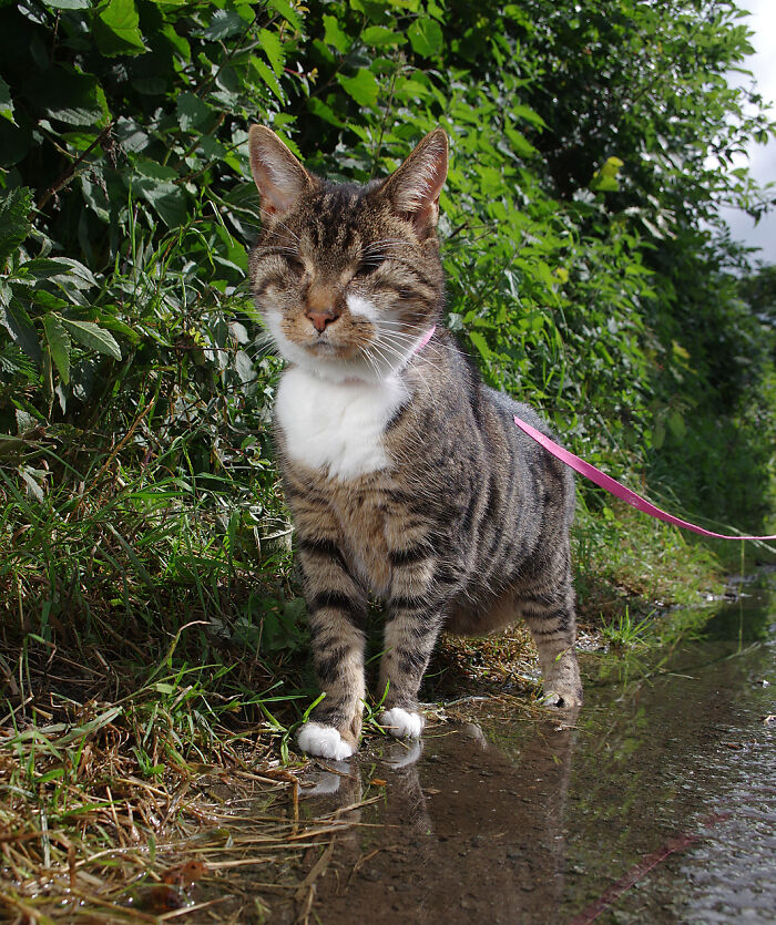 My Wife Adopted A Blind Cat That Was Rescued From The Streets Of Wrexham And This Is How Her Life Looks Now