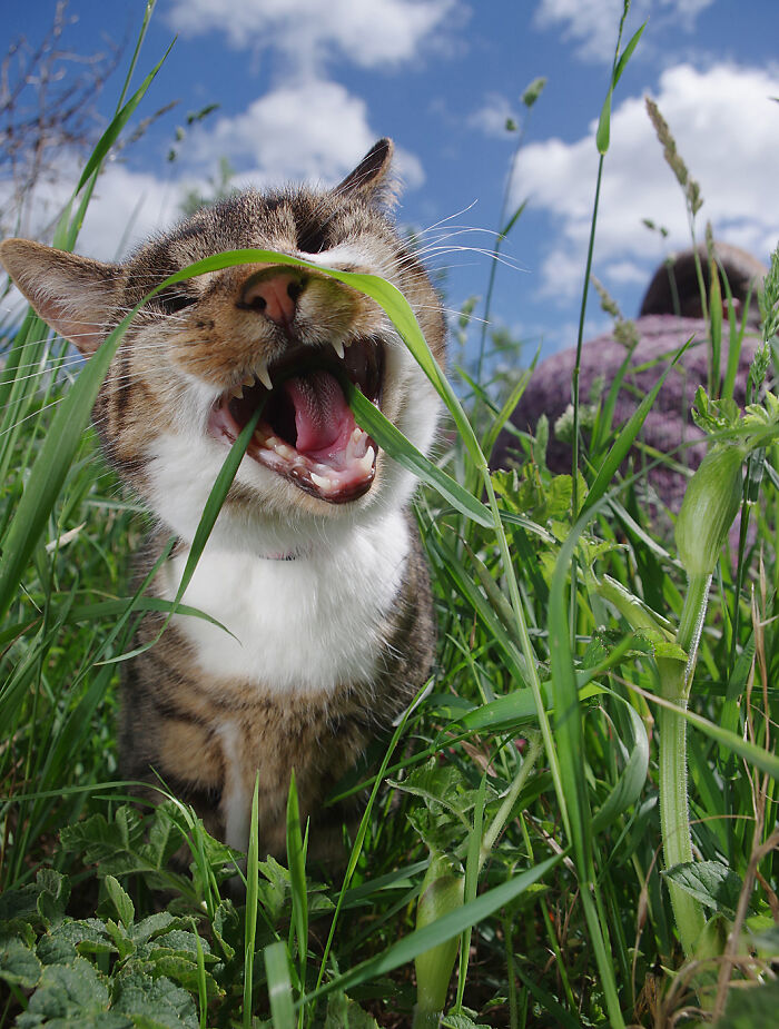 My Wife Adopted A Blind Cat That Was Rescued From The Streets Of Wrexham And This Is How Her Life Looks Now