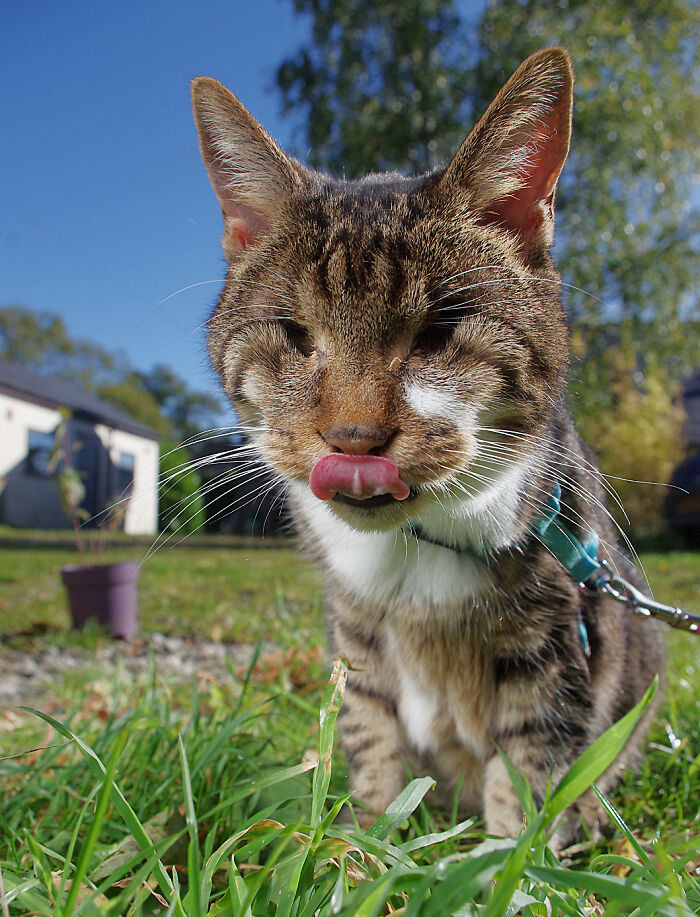 My Wife Adopted A Blind Cat That Was Rescued From The Streets Of Wrexham And This Is How Her Life Looks Now