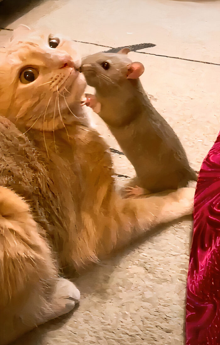 The Most Unlikely Friendship Formed Between This Cat And A Rat, Who Now Share An Inseparable Bond The Most Unlikely Friendship Formed Between This Cat And A Rat, Who Now Share An Inseparable Bond