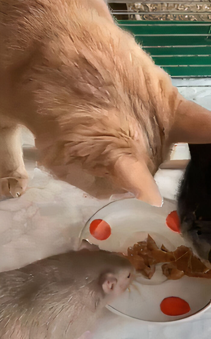 The Most Unlikely Friendship Formed Between This Cat And A Rat, Who Now Share An Inseparable Bond The Most Unlikely Friendship Formed Between This Cat And A Rat, Who Now Share An Inseparable Bond