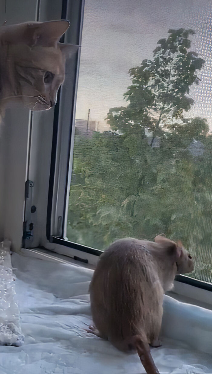 The Most Unlikely Friendship Formed Between This Cat And A Rat, Who Now Share An Inseparable Bond The Most Unlikely Friendship Formed Between This Cat And A Rat, Who Now Share An Inseparable Bond