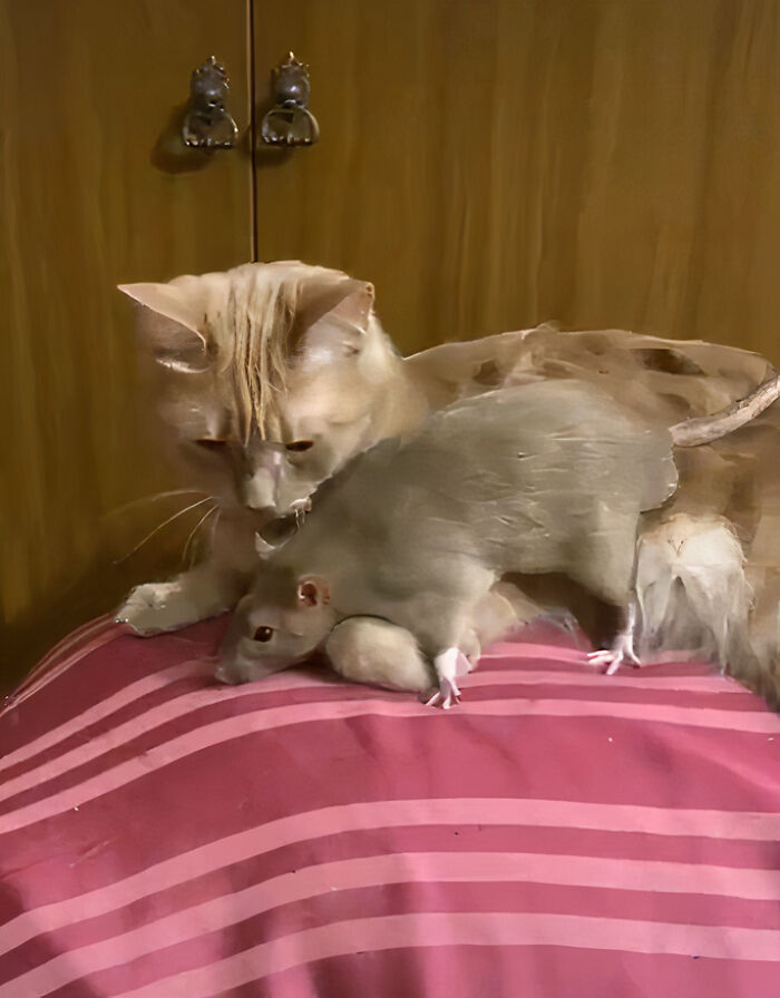 This Cat Befriended A Rat, And Now They Are Inseparable | Bored Panda