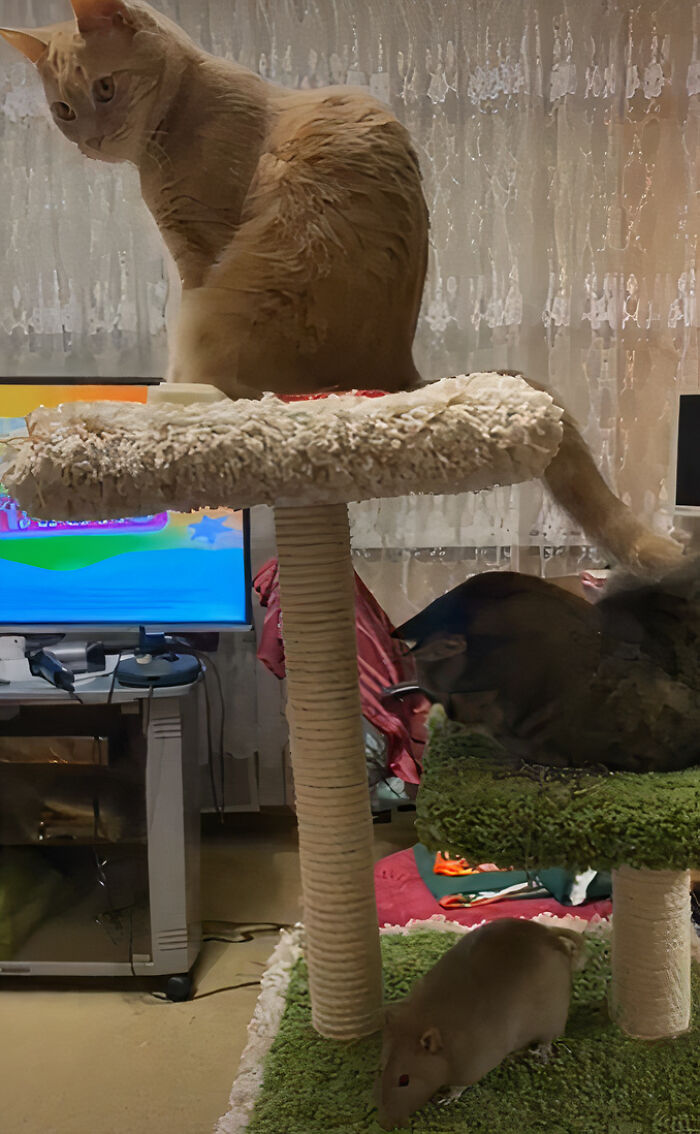 The Most Unlikely Friendship Formed Between This Cat And A Rat, Who Now Share An Inseparable Bond The Most Unlikely Friendship Formed Between This Cat And A Rat, Who Now Share An Inseparable Bond