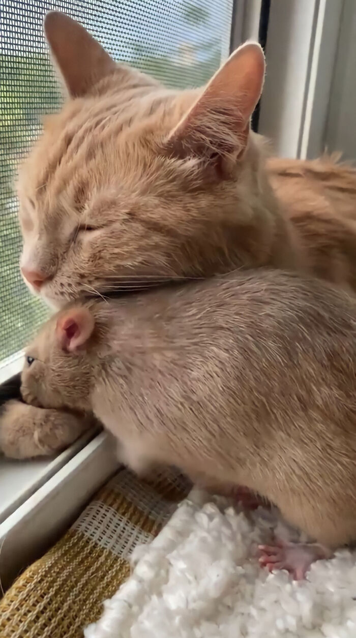 The Most Unlikely Friendship Formed Between This Cat And A Rat, Who Now Share An Inseparable Bond