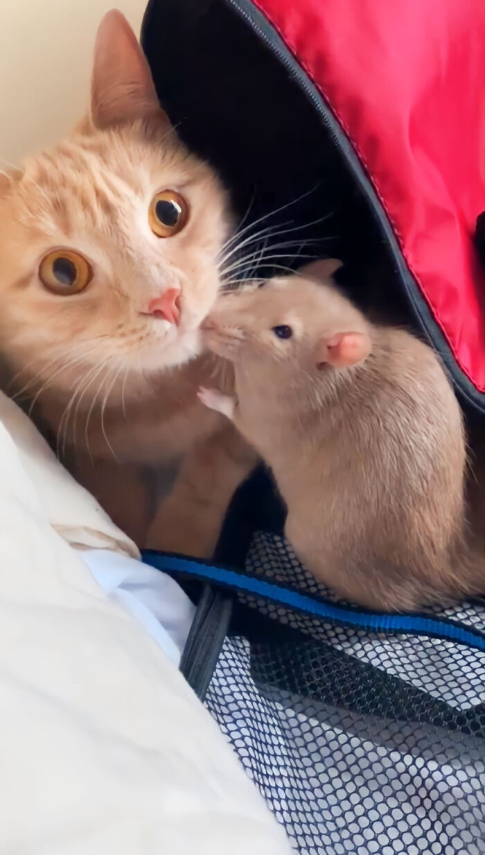 The Most Unlikely Friendship Formed Between This Cat And A Rat, Who Now Share An Inseparable Bond