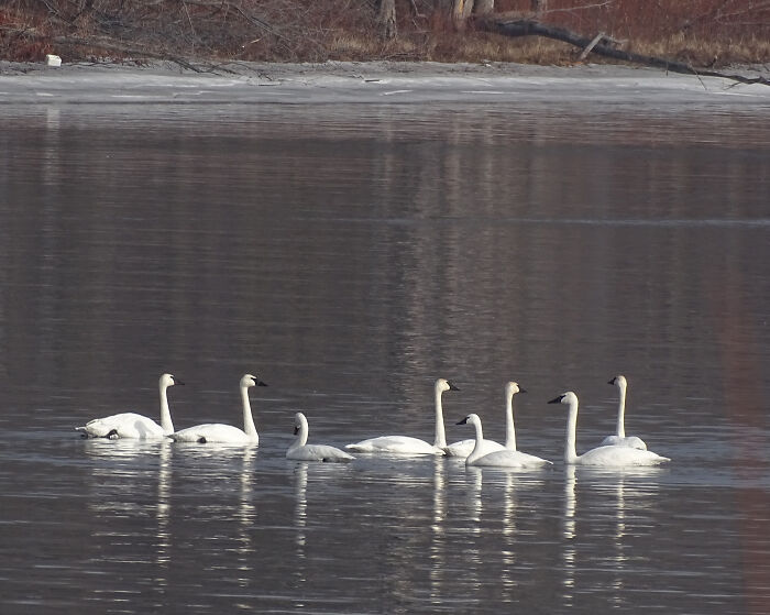 Trumpeter Swans On The River