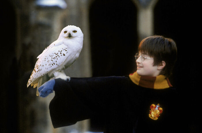 Hedwig From Harry Potter