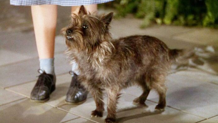 Toto From "The Wizard Of Oz"