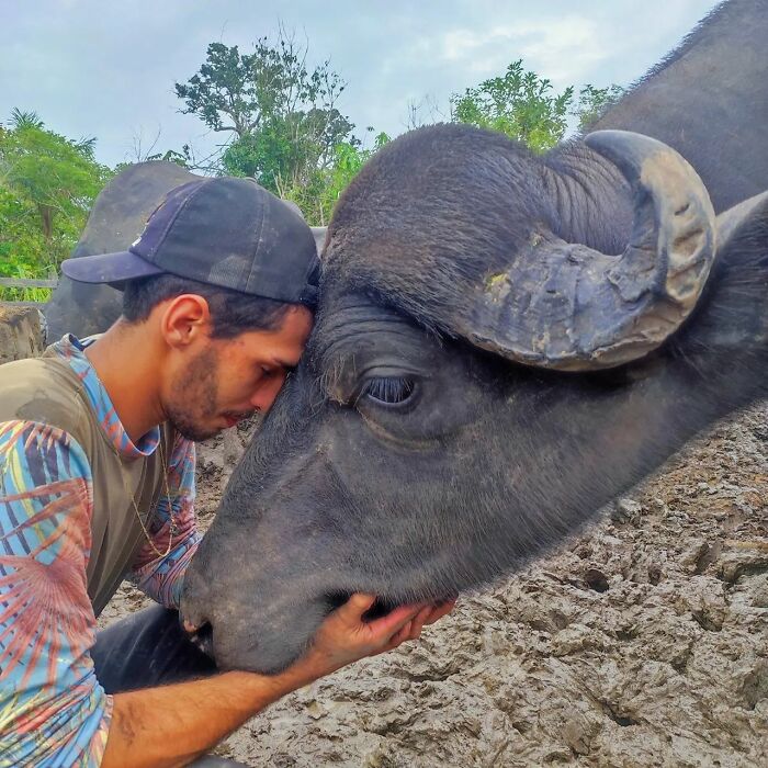 This Man From Brazil Who Lives On A Farm Shares A Beautiful Bond With A Rescued Capybara This Man From Brazil Who Lives On A Farm Shares A Beautiful Bond With A Rescued Capybara
