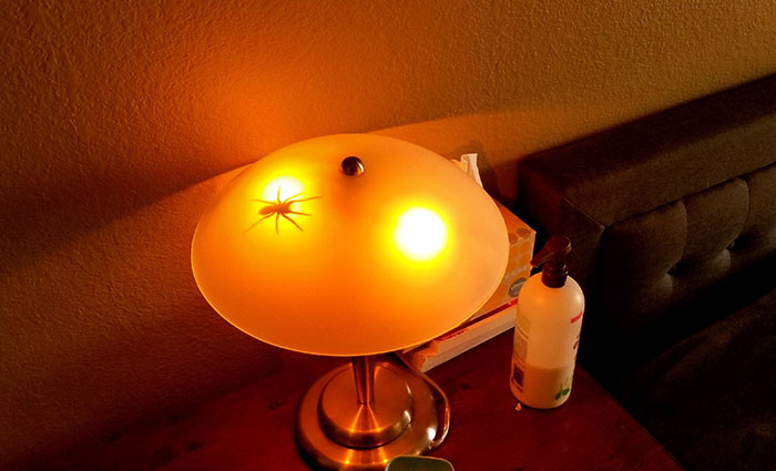 I Pranked My Wife With A Fake Spider On April Fools