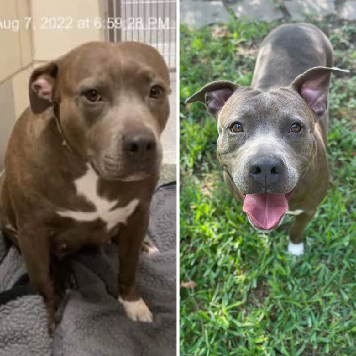 Shelter Pic vs. First Day In A Foster Home