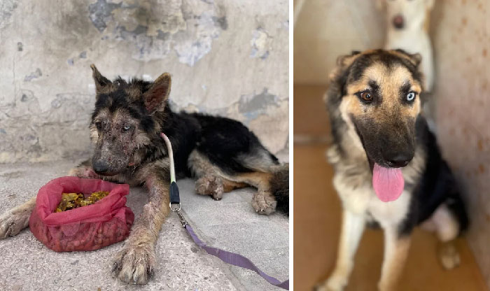 I Shared Tala’s Story Just Over A Month Ago. But Forgive Me I Simply Had To Update You With Her Amazing Transformation In Just The Last Few Weeks, We Are Blown Away How Far She Has Come. Love, Care And A Safe Environment Goes A Long Way