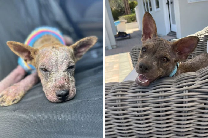 She Hasn’t Been Adopted Yet But Just Look At Her Before And After Photos…i Found Her Like This And Just Look At What A Month Of Proper Love And Care Will Do!
