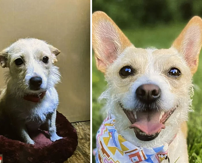 My Dog’s Shelter Photo (She Was Pregnant And Abandoned) vs. Now, 2 Years After Adoption. I’m So Lucky To Have Her