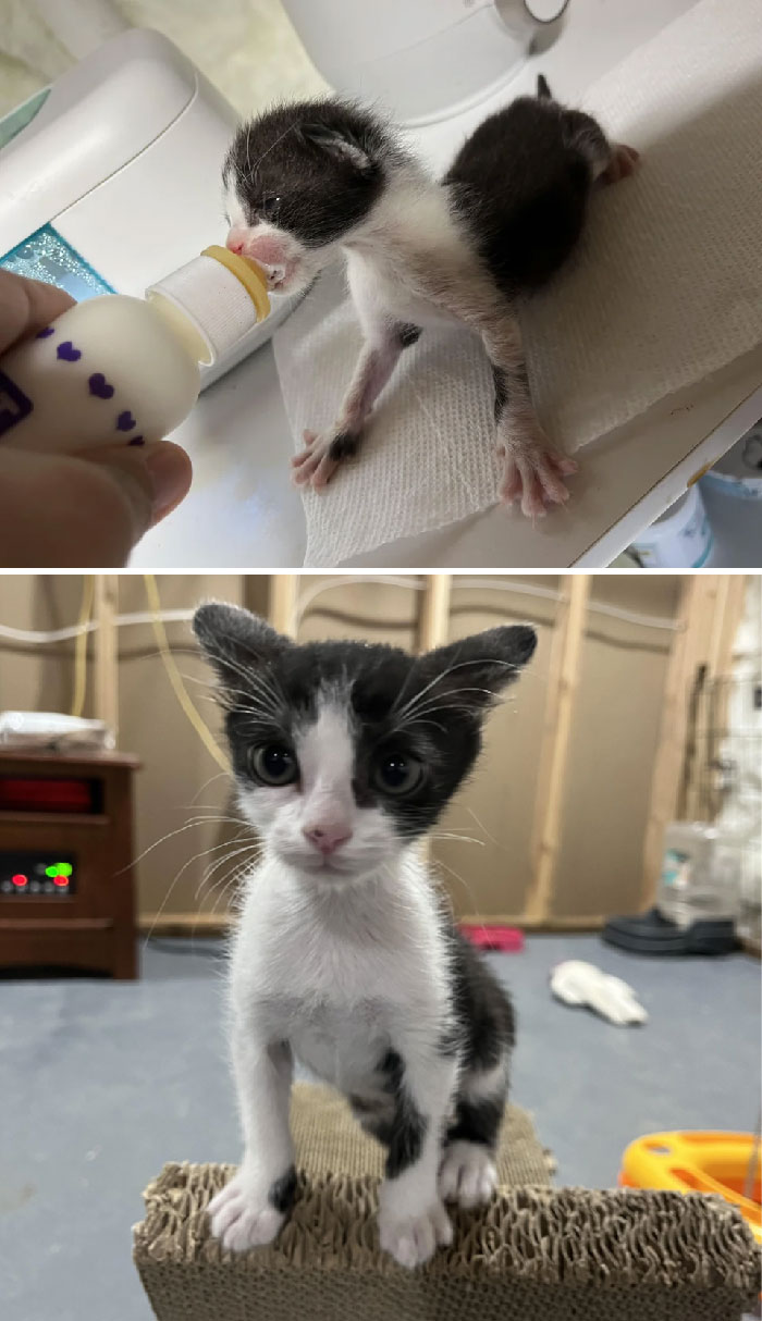 My Neighbors Saw A Cat Get Hit By A Car. Unfortunately, She Couldn’t Be Saved. Then They Heard A Kitten Crying Under A Shed
