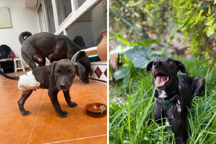 La semana pasada publiqué un post sobre nuestro rescatado Pablito y el cariño de Reddit fue abrumador por este pequeño cachorro y quería compartir con todos ustedes un final feliz actualizado de su historia