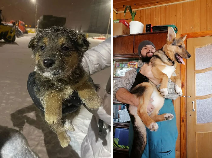 Antes y después de la adopción. Este cachorro que rescatamos en diciembre de 2021