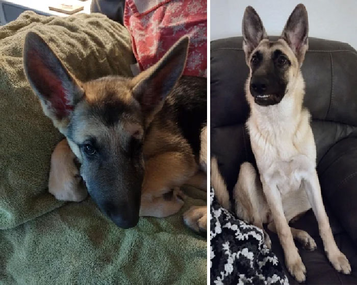 Our Foster Fail Misty. She Went From An 8 Week Old Pup With Horrible Dog Attack Wounds Picked Up By Animal Control To A Happy And Healthy 7 Month Old Loved Family Member