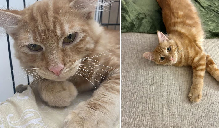 Adopted The “Grumpy” Shelter Kitty. Only 11 Days Later, And He’s So Much More Vibrant And Has The Cutest Personality! So Proud Of His Progress… He Just Needed A Home
