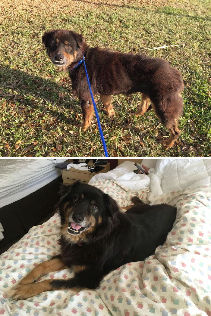 Millie. The Shelter Thought She Was A Senior Due To Her Teeth And Body Condition. Turns Out She Was Just Starving And Had Been Chewing On Rocks! She Had A Bladder Issue That Caused Her Trouble For A While But Once We Got That Fixed She Got Fat And Happy And Found A Forever Home