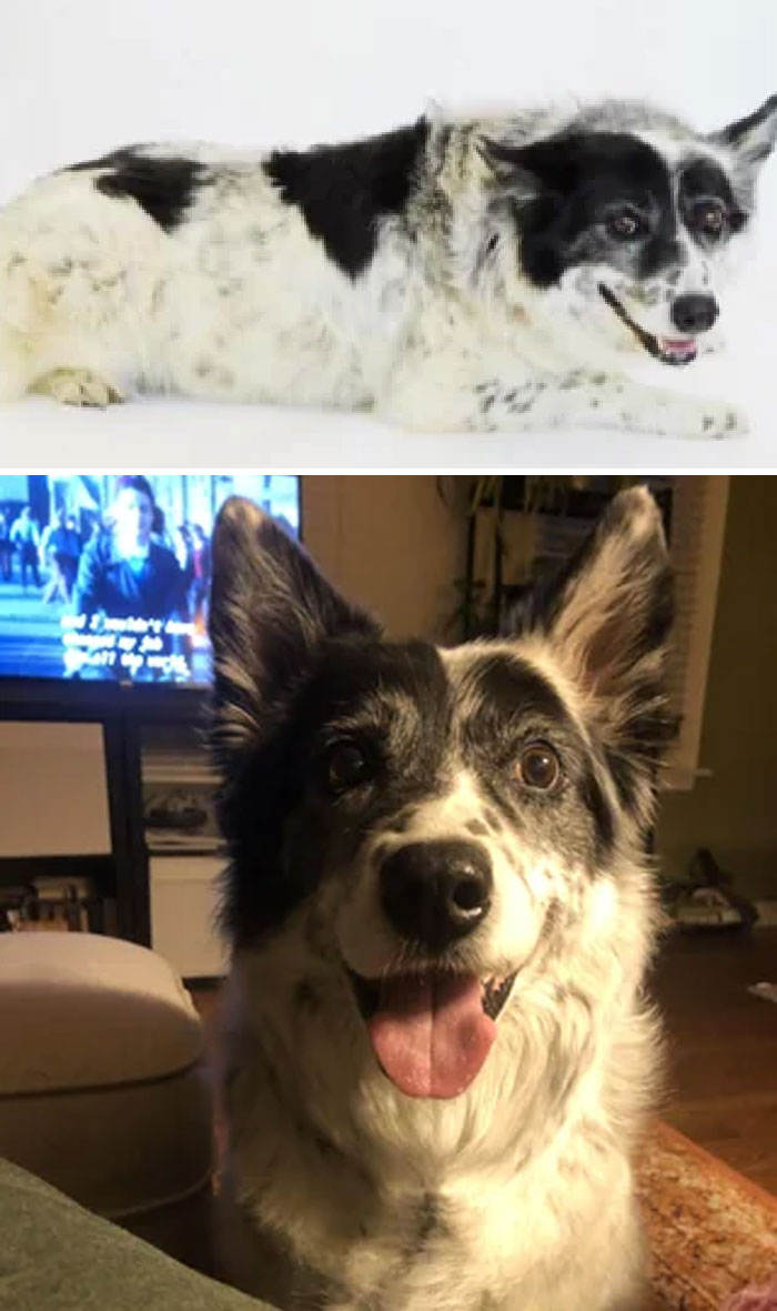 Shelter Photo Versus Two Years Later (I Knew I Wanted Him Because Of How Stressed He Looked)