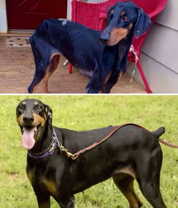 This Was My Love, Maya. The Top Is The Day She Was Rescued From A Neglect And Abuse Situation And The Bottom Is The Day I Adopted Her! I Guess This Is More Of A Before And After Rescue