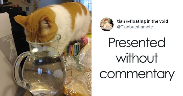 30 Hilarious Cases Of Cats Being Total Criminals And Causing Havoc In Their Loving Homes