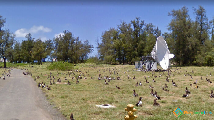 "Bird Paradise". Location: Sand Island, Midway Islands, USA