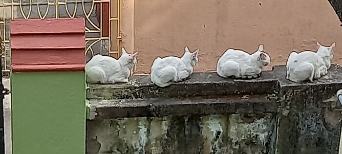 These Cats Sitting In A Queue