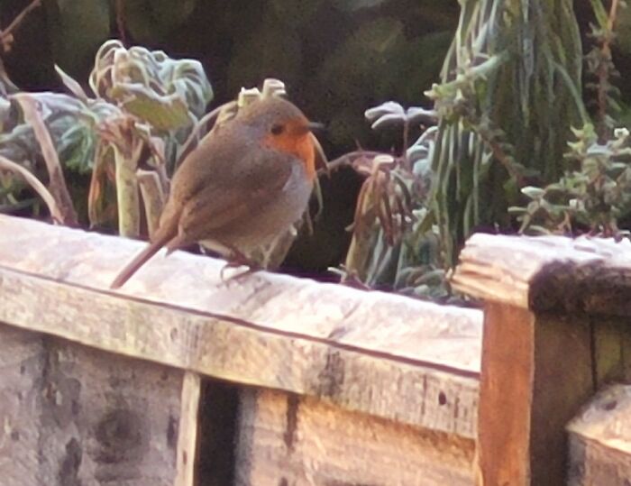 This Jaw-Droppingly Chonky Birb