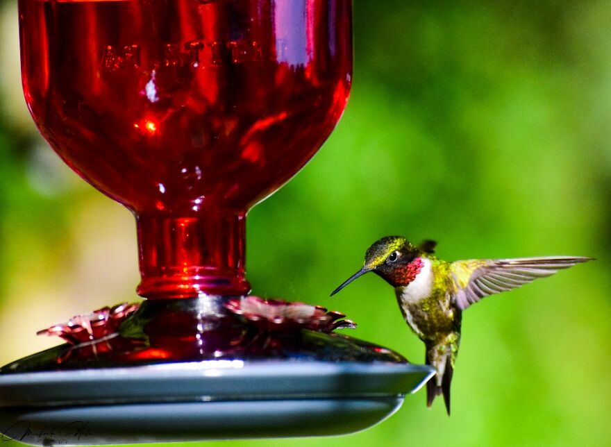 Ruby Throated Hummingbird