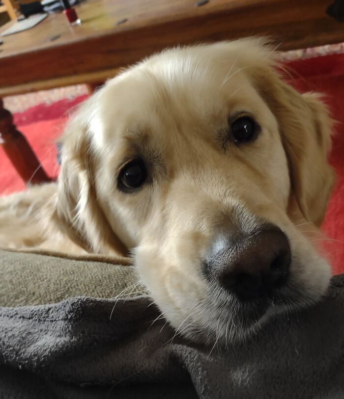 Gent Makes Me Smile Everyday. Always A Good Boy, Even When He's Trouble