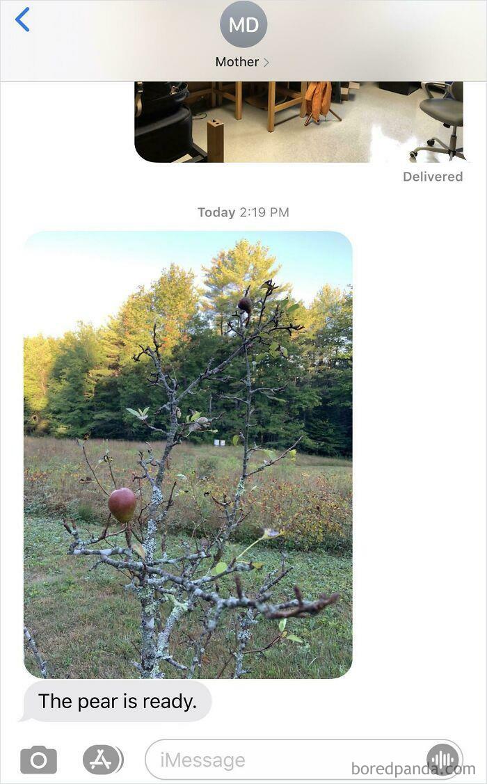My Pear Tree, One Yearly Perfect Pear, No Leaves And 4 Feet Tall. My Mom Made Sure To Send Me A Picture Because I’m Not Home This Fall