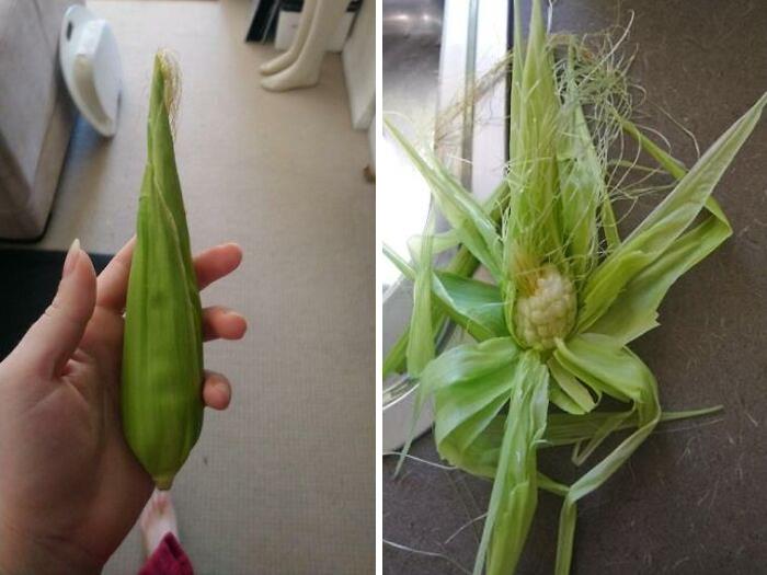 I Had My First Ever Corn Harvest Today