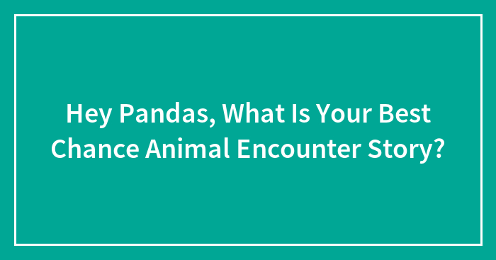 Hey Pandas, What Is Your Best Chance Animal Encounter Story? (Closed)