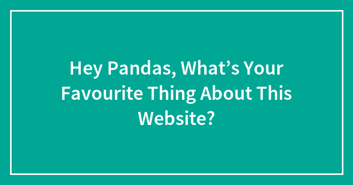 Hey Pandas, What’s Your Favourite Thing About This Website?