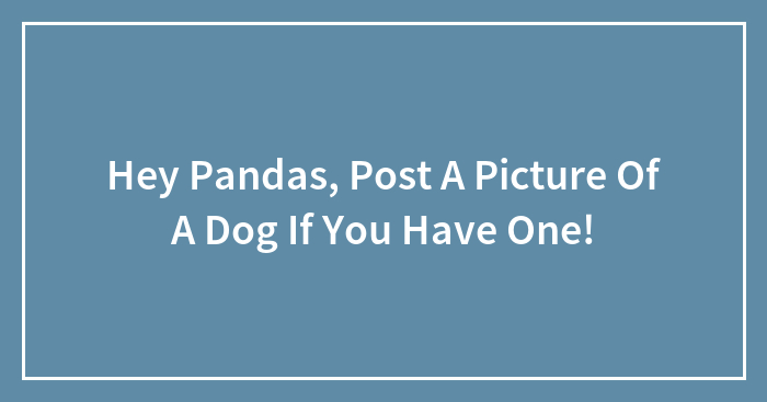 Hey Pandas, Post A Picture Of A Dog If You Have One!