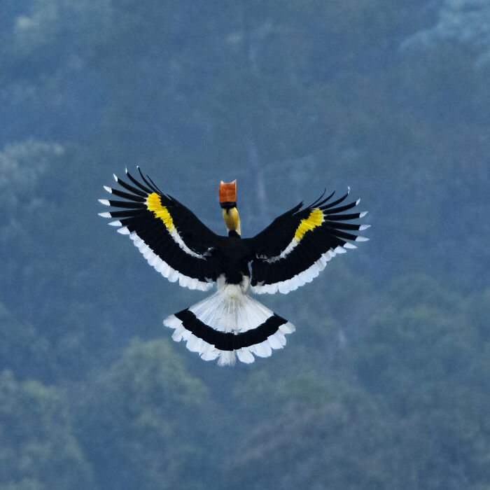 I Took Unique Photos Of Great Hornbills In India (8 Pics)