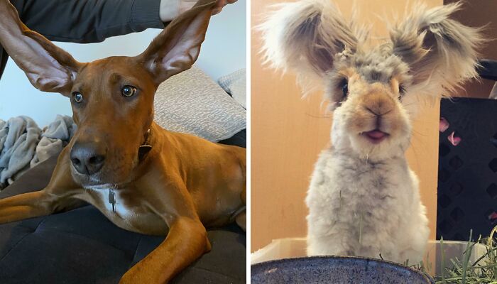 142 Of The Cutest Animals With Big Ears