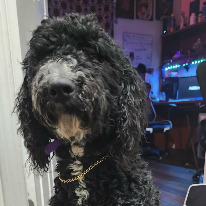 Hey Pandas, Post The Funniest Picture Of Your Pet (Closed)