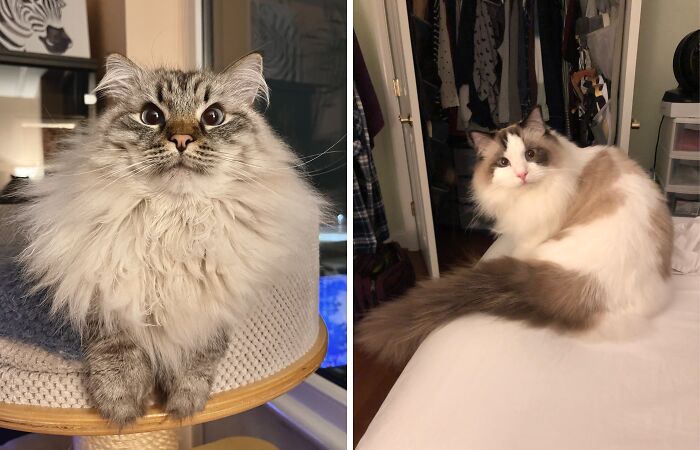 Hey Pandas, Show Us How Fluffy Your Cats Are? (Closed)