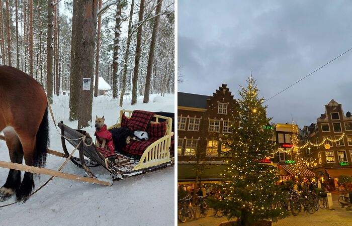 Hey Pandas, Share The Best Photo You Took This Winter To Celebrate Its Ending (Closed)