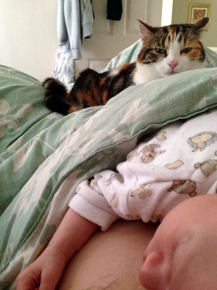 Apparently, I'm Some Sort Of A Bed For Cats And Babies